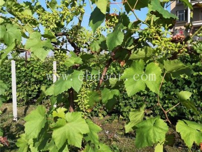 优质葡萄苗出售-葡萄苗出售-葡萄苗批发选善田苗木(查看)