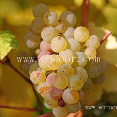 四川葡萄苗-葡萄苗巨峰-双宝果树(推荐商家)