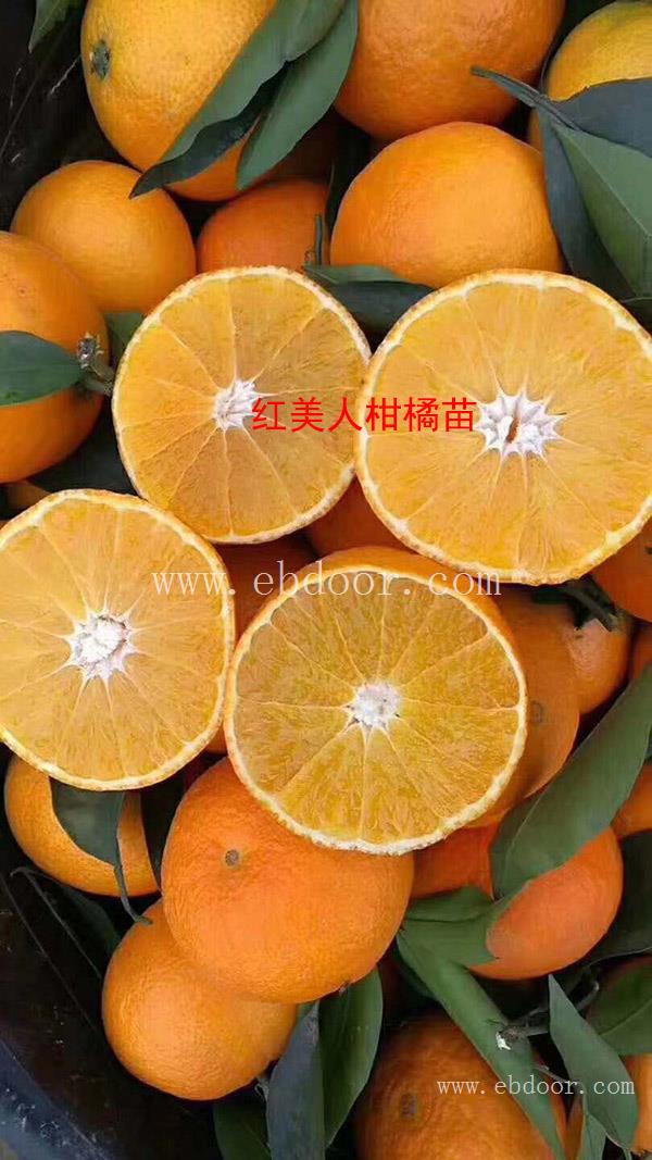 红美人柑橘苗价格-扬名苗木专业育种基地-河南红美人柑橘苗