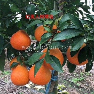 红美人柑橘苗木-扬名苗木(在线咨询)-红美人柑橘苗