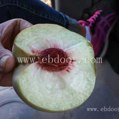 桃子树苗报价-双宝果树(在线咨询)-广东桃子树苗