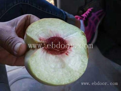 桃子树苗报价-双宝果树(在线咨询)-广东桃子树苗