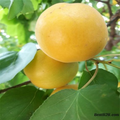 2米高珍珠油杏树苗，珍珠油杏树苗培育