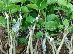 3公分桑葚苗批发-3公分桑葚苗-世超苗木桑葚苗销售