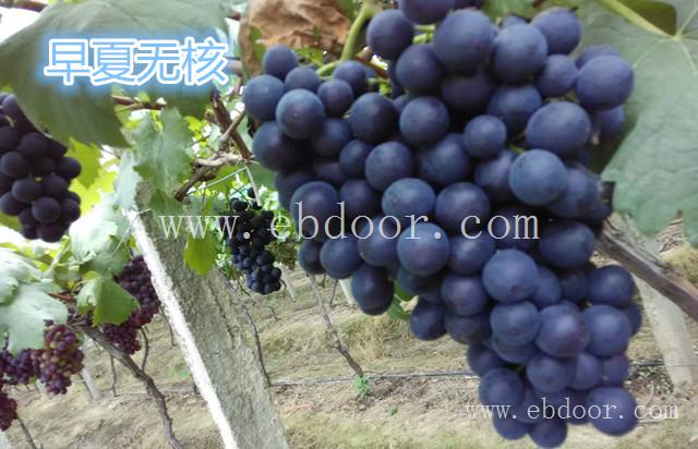 红提葡萄种苗哪里有-浙江葡萄种苗哪里有-善田苗木成活率高