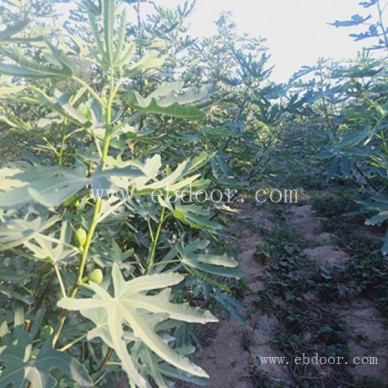 采摘园在哪里-摘吧家庭农场(在线咨询)-商丘采摘园