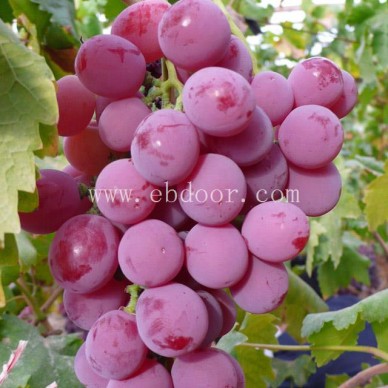 巨峰葡萄苗哪里买-善田苗木专业培育基地-巨峰葡萄苗