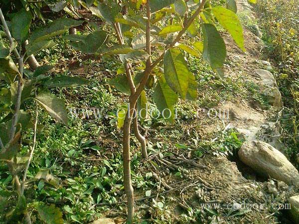 樱桃苗价格-双宝果树物美价廉-樱桃苗