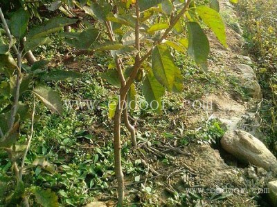 樱桃苗价格-双宝果树物美价廉-樱桃苗