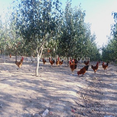 农家生态水产养殖去哪里-摘吧家庭农场好玩-农家生态水产养殖