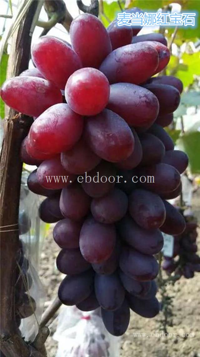 浙江花佳阳光玫瑰葡萄苗-善田苗木专业培育基地