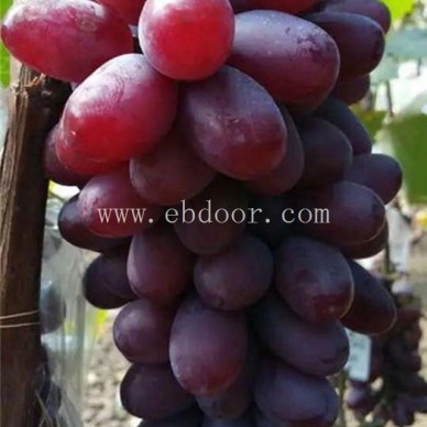 浙江花佳阳光玫瑰葡萄苗-善田苗木专业培育基地