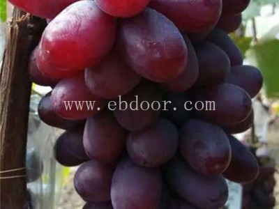 浙江花佳阳光玫瑰葡萄苗-善田苗木专业培育基地