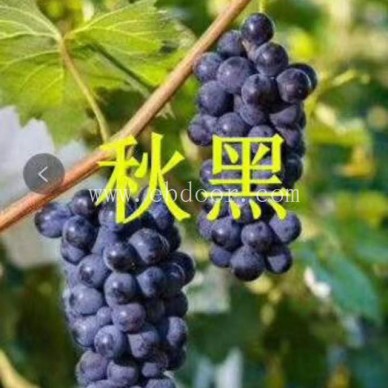 早霞玫瑰葡萄苗哪里买-葡萄苗哪里买-葡萄苗批发选善田苗木