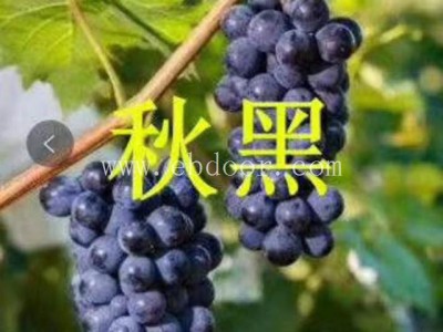 早霞玫瑰葡萄苗多少钱-葡萄苗批发选善田苗木-早霞玫瑰葡萄苗
