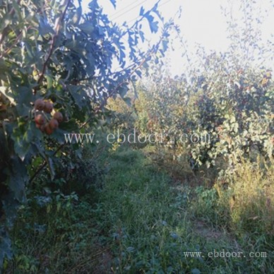 采摘园联系方式-商丘采摘园-摘吧家庭农场