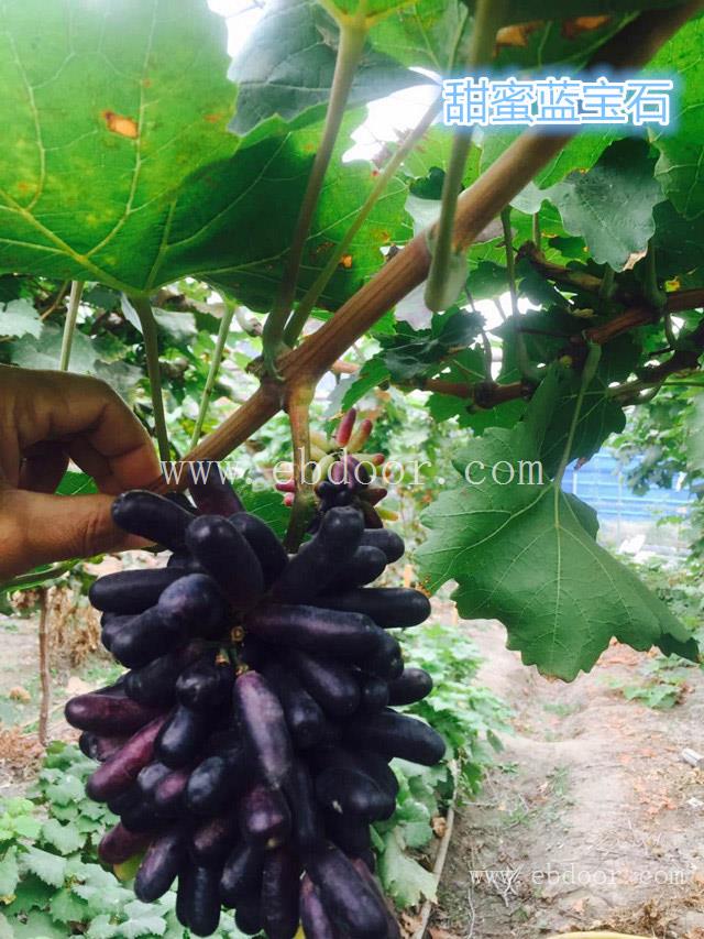 浙江金手指葡萄苗-善田苗木基地专业放心-金手指葡萄苗基地