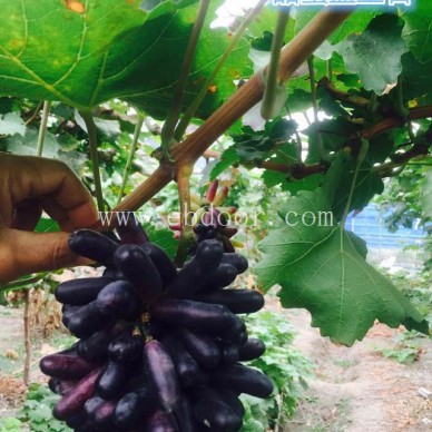 浙江金手指葡萄苗-善田苗木基地专业放心-金手指葡萄苗基地