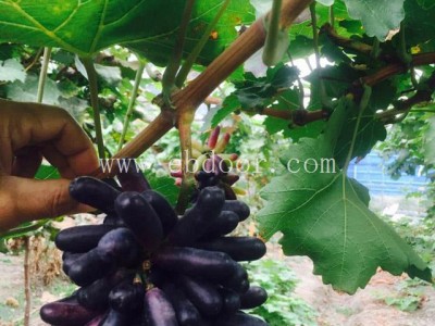 浙江金手指葡萄苗-善田苗木基地专业放心-金手指葡萄苗基地