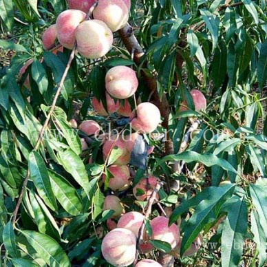 南方桃树苗种植技术-南方桃树苗-双宝果树物美价廉(查看)