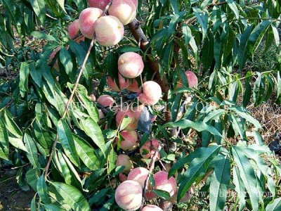 南方桃树苗种植技术-南方桃树苗-双宝果树物美价廉(查看)