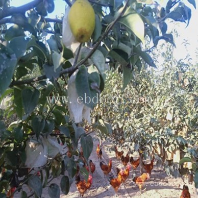 生态养殖农场-虞城生态农场-摘吧家庭农场