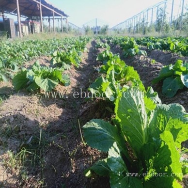 农家乐电话-虞城农家乐-摘吧家庭农场(查看)