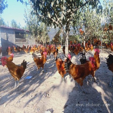 生态养殖园-摘吧家庭农场(在线咨询)-虞城生态养殖