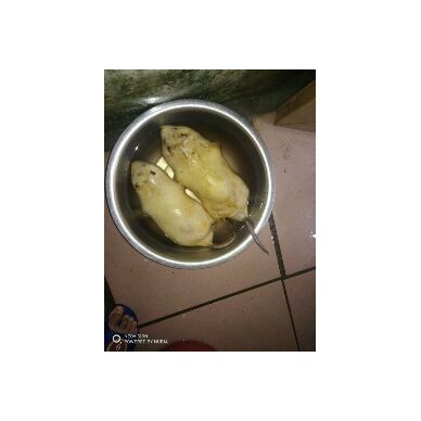 [供]竹鼠肉 冰冻竹鼠白条 竹鼠种苗 商品竹鼠 冰鲜竹鼠