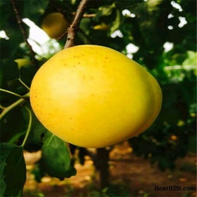 8公分凯特杏树苗，凯特杏树苗育苗厂家