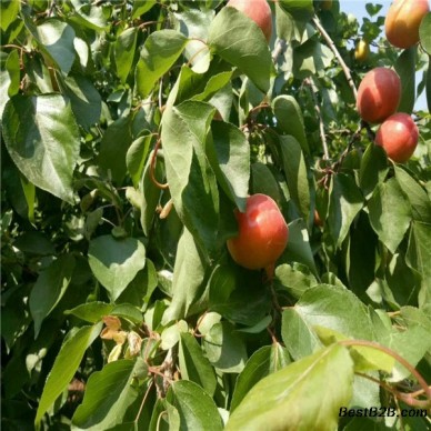 5年红丰杏树苗，红丰杏树苗栽植密度