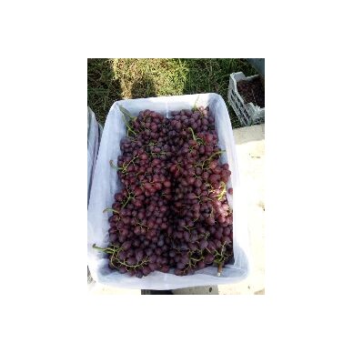 [供]龙口红宝石葡萄色泽靓丽、颗粒饱满、口感适口、耐贮运
