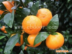 上海沃柑苗-金华金东果友家庭农场-沃柑苗售价