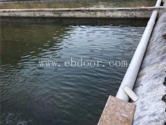 淡水石斑鱼-淡水石斑鱼 养殖场-鼎鸿生态农业(推荐商家)