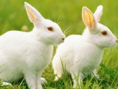 池州武拉平：2016-2025年中国兔产业开展规划（上）