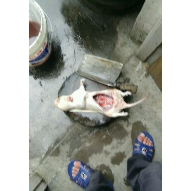 [供]竹鼠肉 冰冻竹鼠白条 竹鼠活体现杀湛江竹鼠商品供应