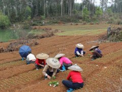 六安桂花苗--桂花苗播种繁衍方法