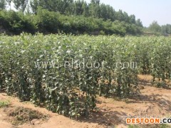 矮化苹果苗-现代果业矮化苹果苗木-3公分矮化苹果苗