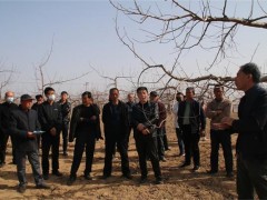 延川：春季果树病虫害如何防治？延川技术专家来支招