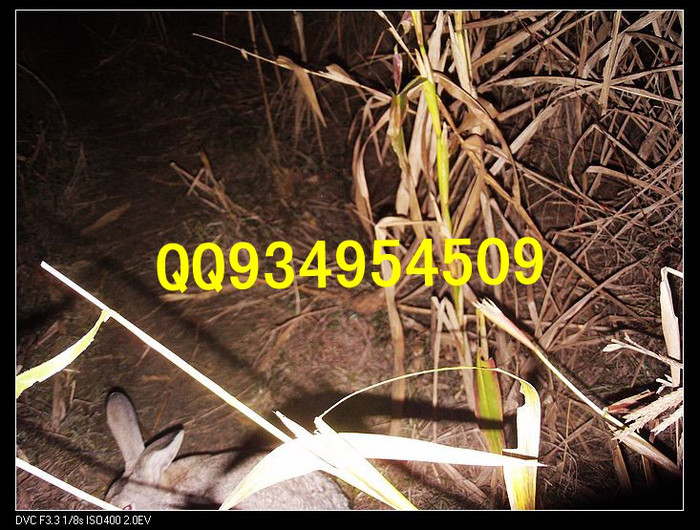 榆林特种养殖动物有哪些批发