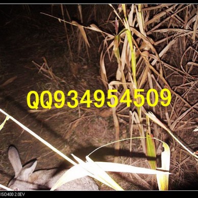 榆林特种养殖动物有哪些批发