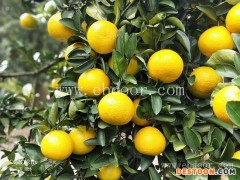 桔柚的价格-甜桔柚-果源农业—值得选择(查看)