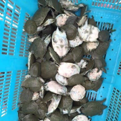 [供]家族养殖场