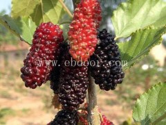 水果桑椹树基地-桑椹树基地-世超苗木桑葚苗批发