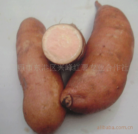 销售西农431地瓜种