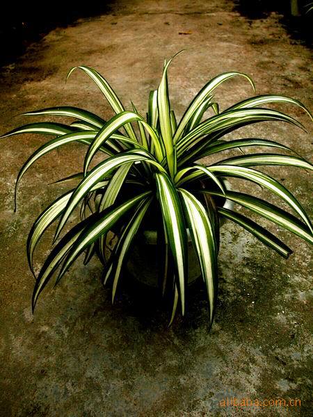 园林绿化苗木 吊兰  多年生草本植物 绿化花卉