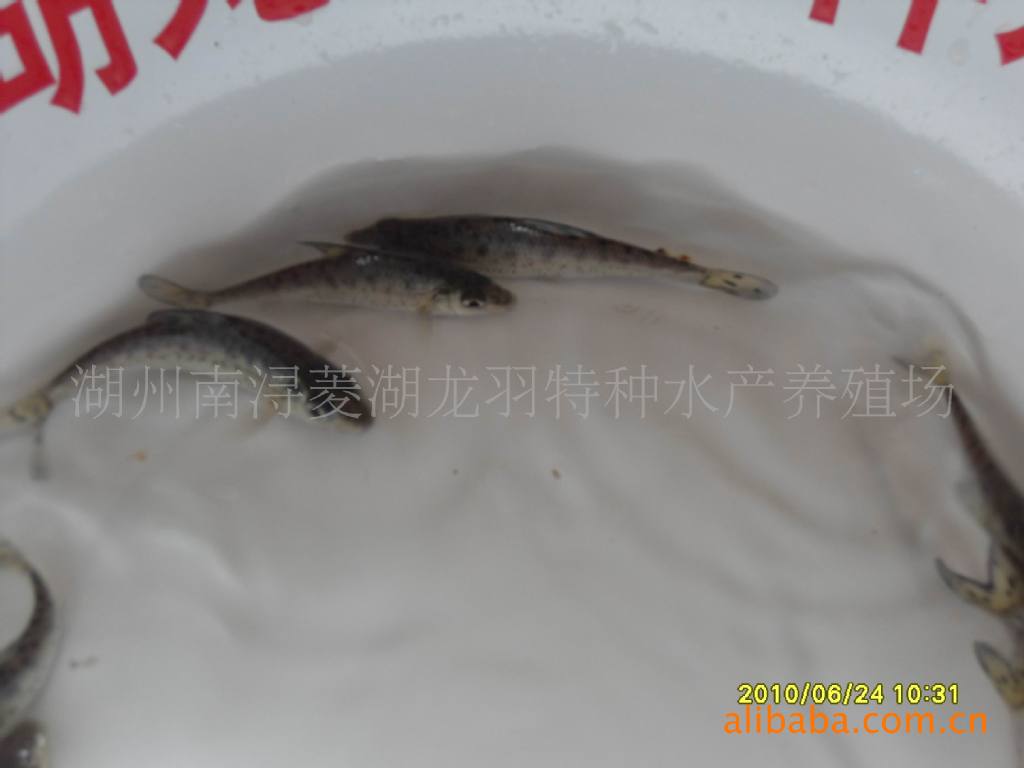 【商家直销】供应优质特价花骨鱼  1斤40条