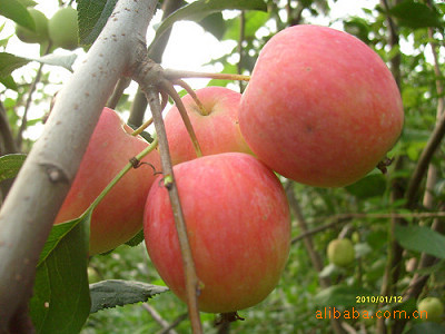 供应果树苗木  第三代果品  海棠冠军