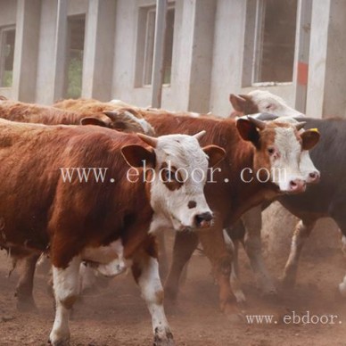 养殖架子牛-安徽池州畜源牧业公司-宁德架子牛
