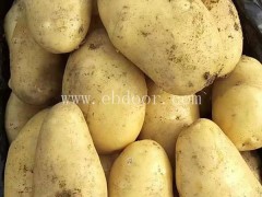 雪原农业科技种子好-早熟马铃薯种价格-濮阳市早熟马铃薯种